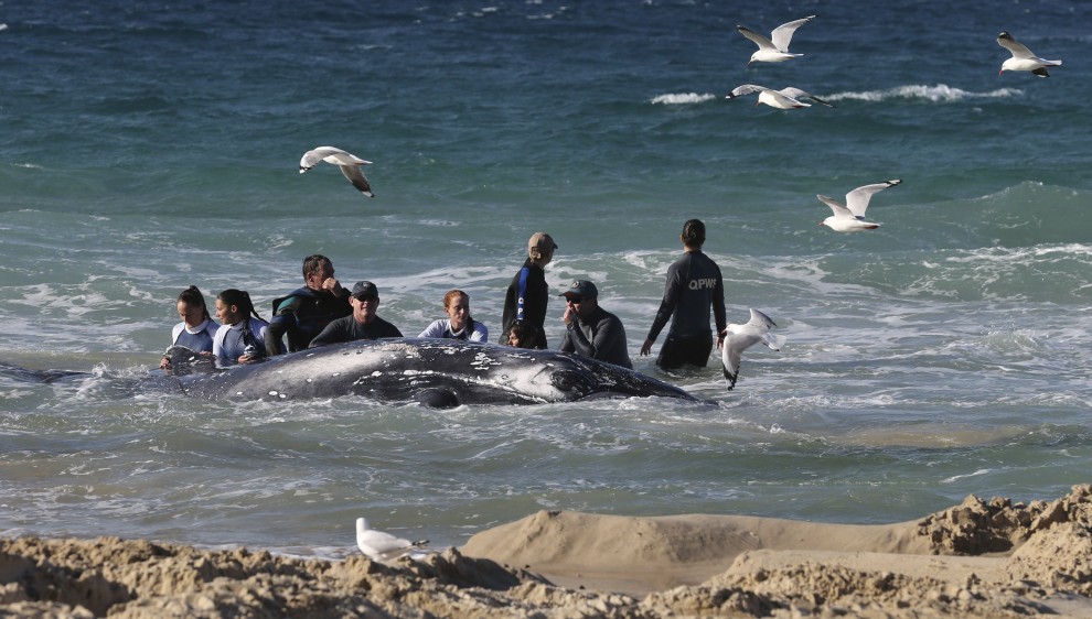 Australia, cucciolo di balena spiaggiato: la fotosequenza dei soccorsi