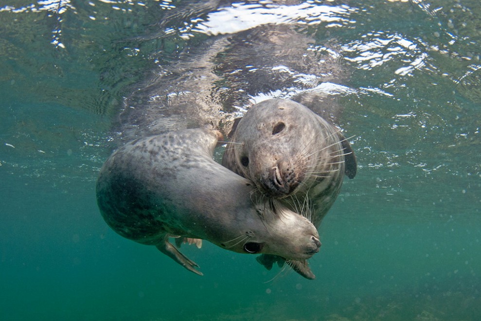 La danza delle foche, tra coccole e abbracci