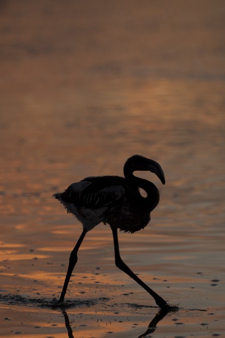 Tutti insieme appassionatamente: volontari e fenicotteri in riva al lago