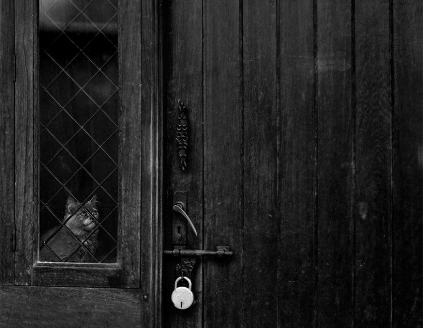 La malinconia &egrave; gatta: gli sguardi dei mici alla finestra