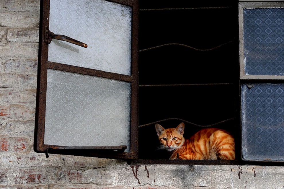 La malinconia &egrave; gatta: gli sguardi dei mici alla finestra