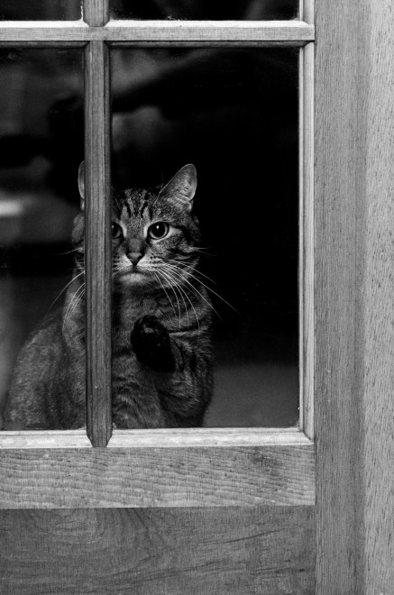 La malinconia &egrave; gatta: gli sguardi dei mici alla finestra