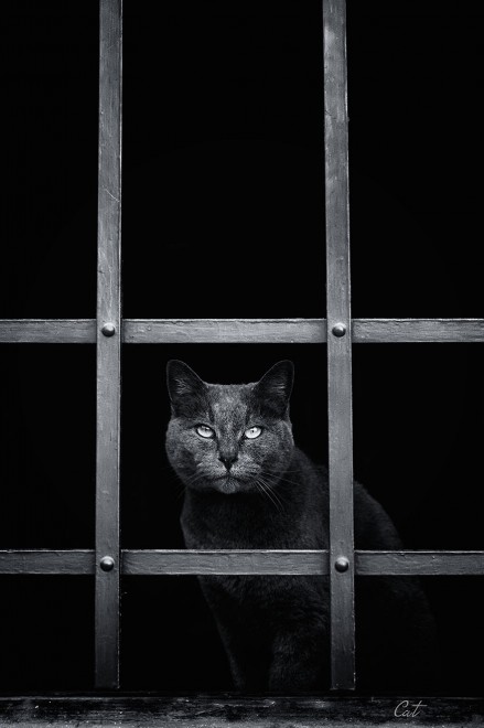 La malinconia &egrave; gatta: gli sguardi dei mici alla finestra