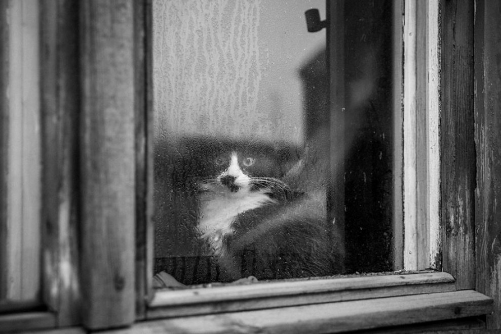 La malinconia &egrave; gatta: gli sguardi dei mici alla finestra