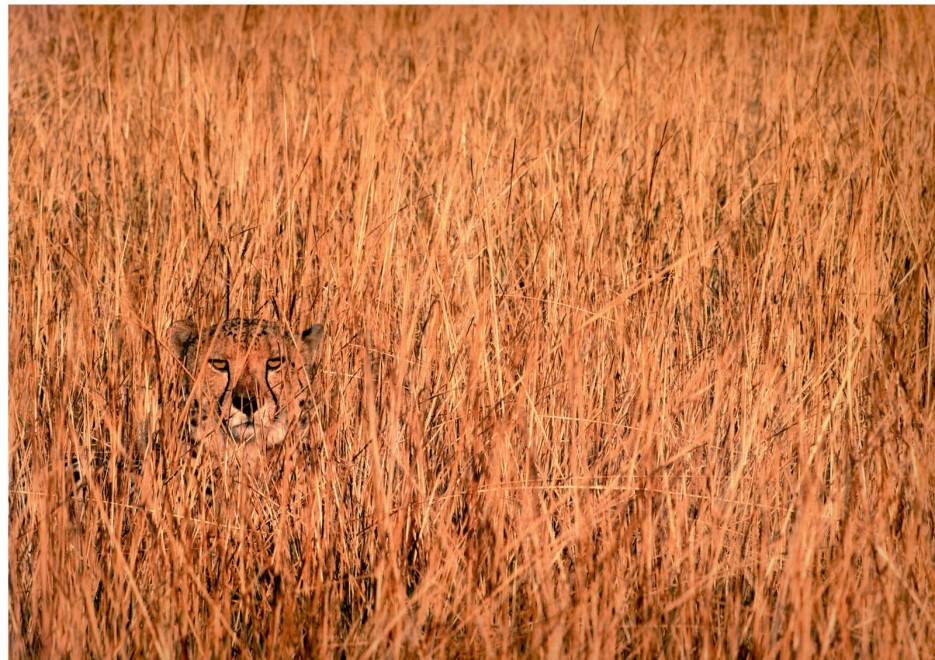 Chi li ha visti? Gli animali che si nascondono meglio