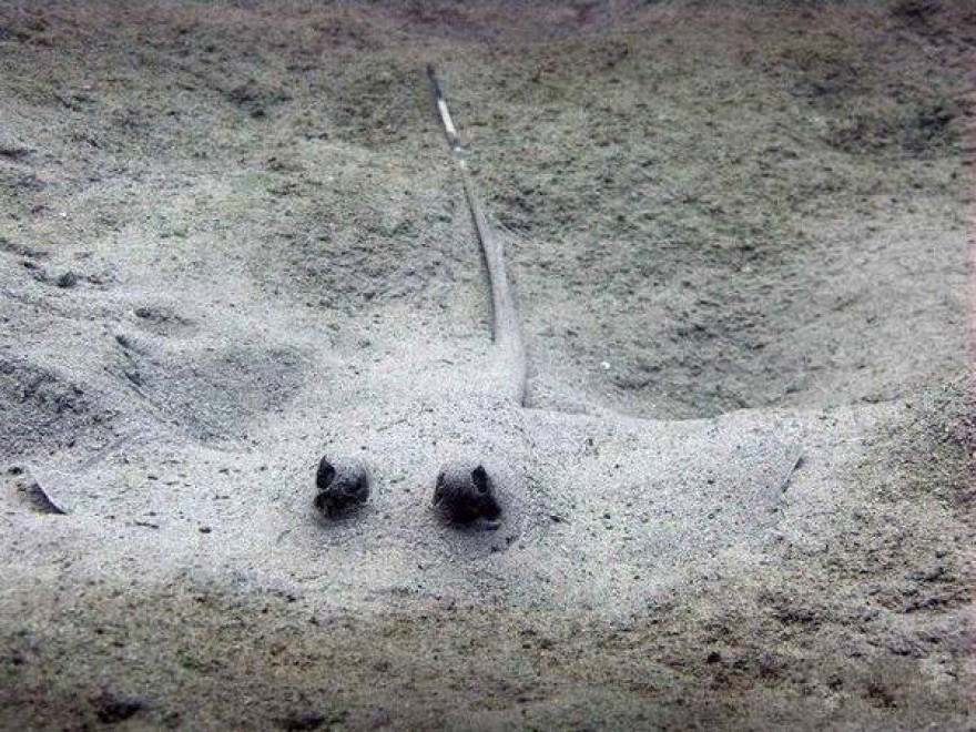 Chi li ha visti? Gli animali che si nascondono meglio