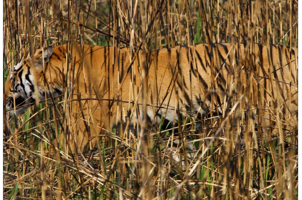 Chi li ha visti? Gli animali che si nascondono meglio