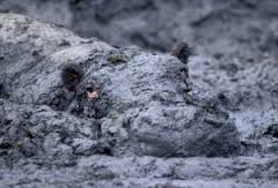 Chi li ha visti? Gli animali che si nascondono meglio