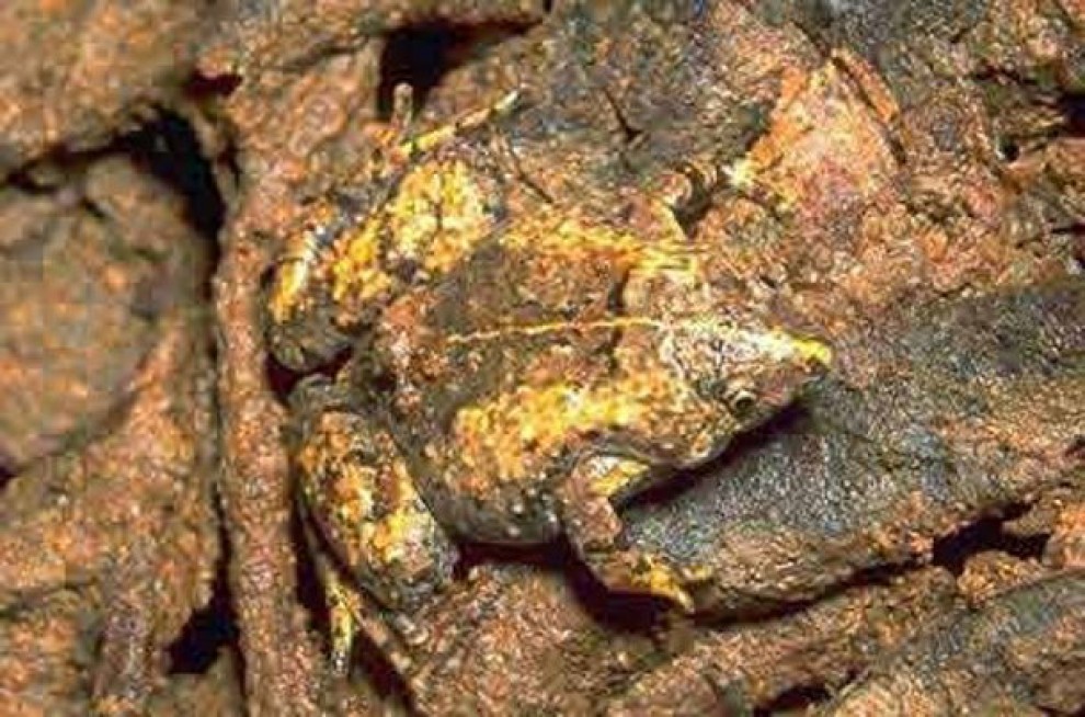 Chi li ha visti? Gli animali che si nascondono meglio