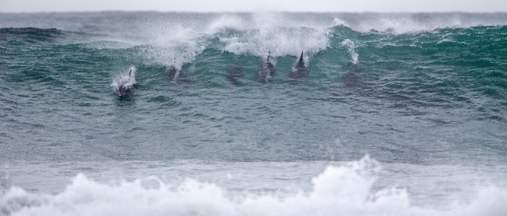 Sudafrica, delfini come surfisti: branco cavalca l'onda