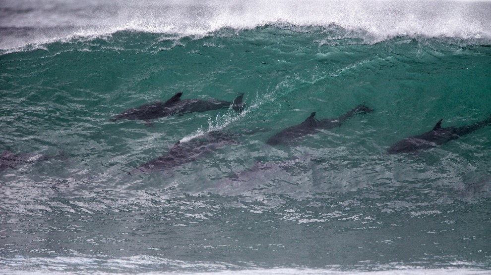 Sudafrica, delfini come surfisti: branco cavalca l'onda