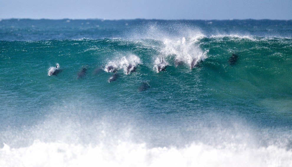 Sudafrica, delfini come surfisti: branco cavalca l'onda
