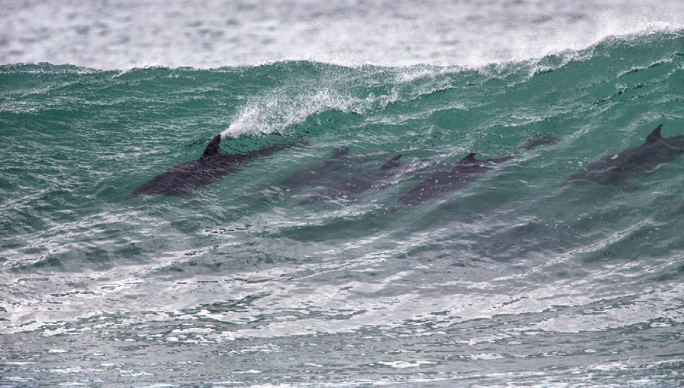Sudafrica, delfini come surfisti: branco cavalca l'onda