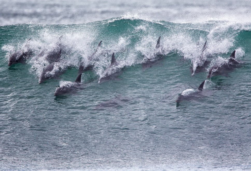 Sudafrica, delfini come surfisti: branco cavalca l'onda