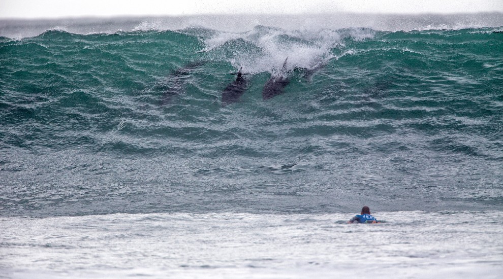 Sudafrica, delfini come surfisti: branco cavalca l'onda