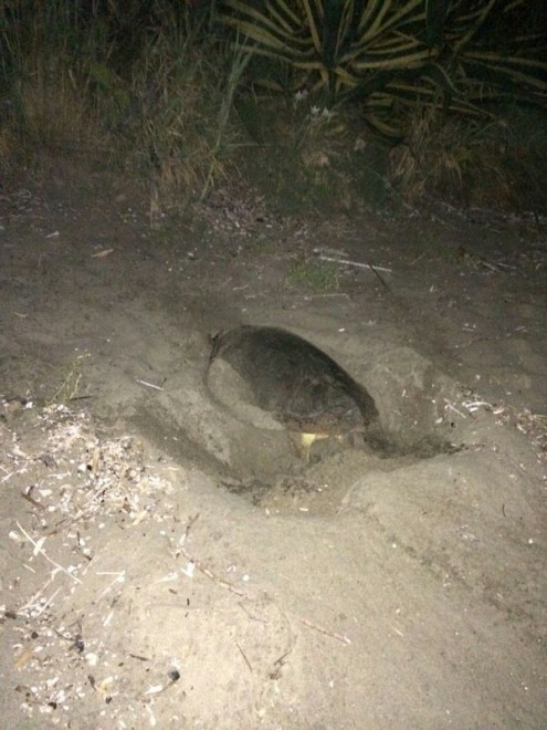 Salerno, sorpresa in spiaggia: tartaruga depone uova
