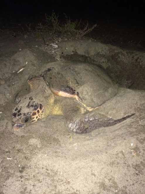Salerno, sorpresa in spiaggia: tartaruga depone uova