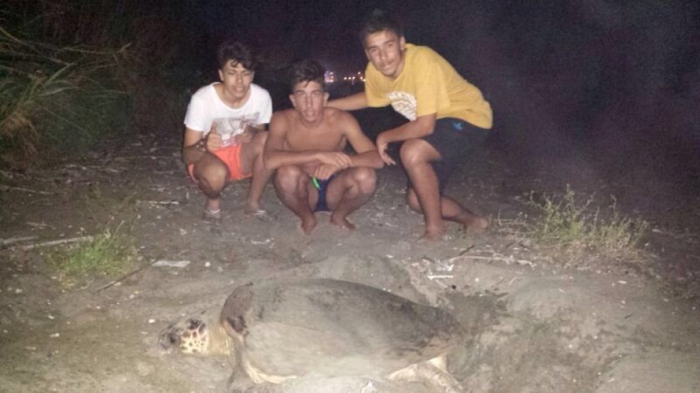 Salerno, sorpresa in spiaggia: tartaruga depone uova