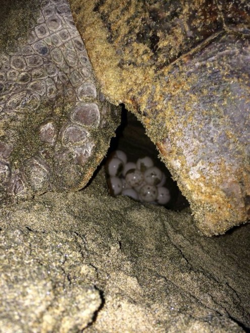 Salerno, sorpresa in spiaggia: tartaruga depone uova