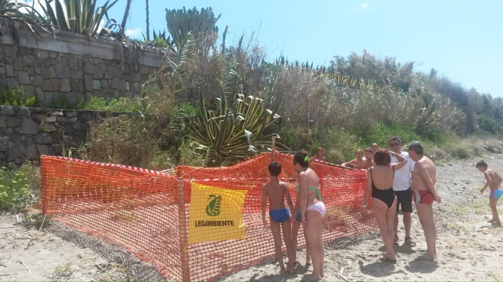 Salerno, sorpresa in spiaggia: tartaruga depone uova