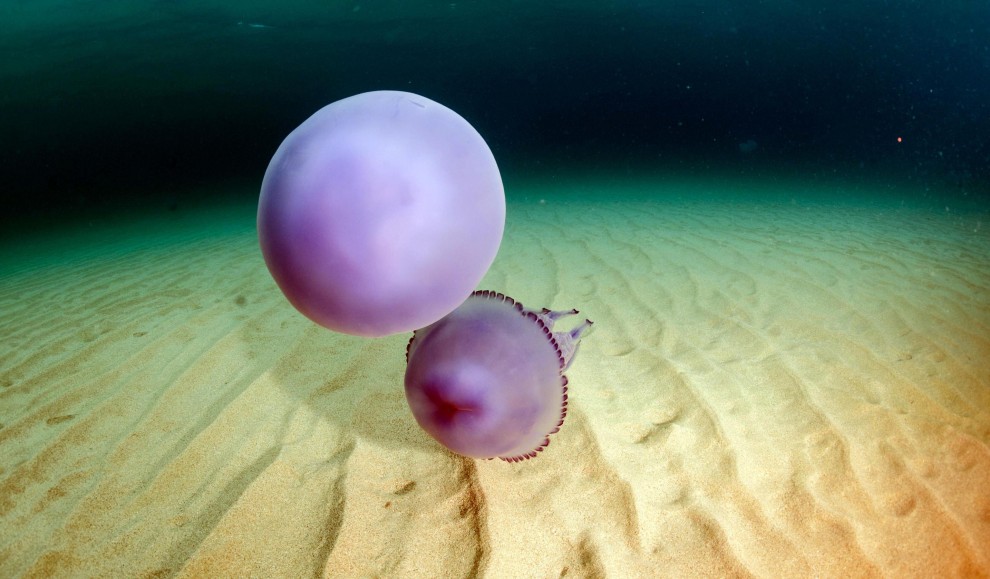 Sardegna, meduse giganti nelle acque della costa orientale