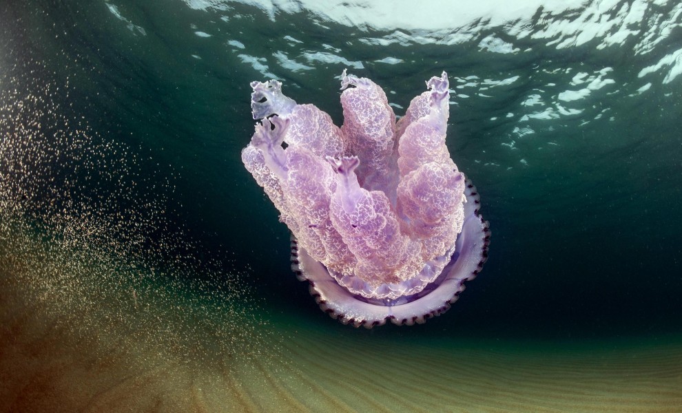 Sardegna, meduse giganti nelle acque della costa orientale
