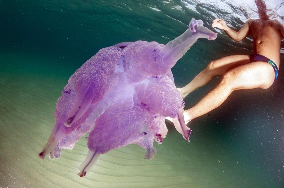 Sardegna, meduse giganti nelle acque della costa orientale