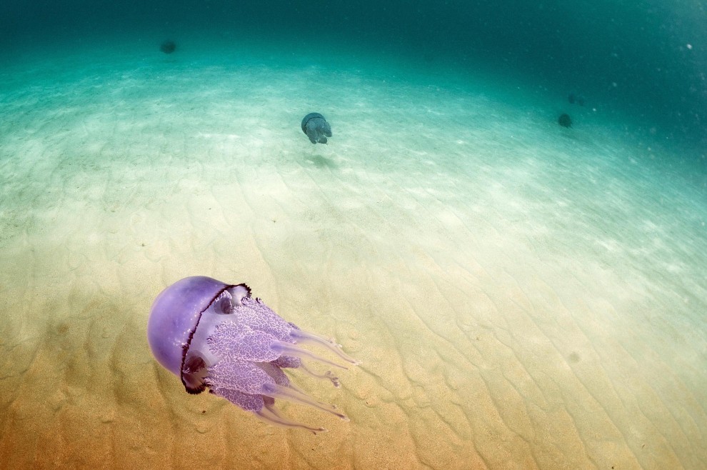 Sardegna, meduse giganti nelle acque della costa orientale
