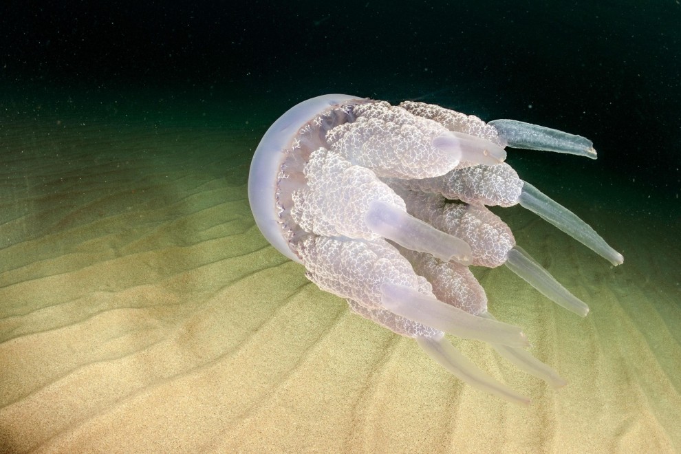 Sardegna, meduse giganti nelle acque della costa orientale