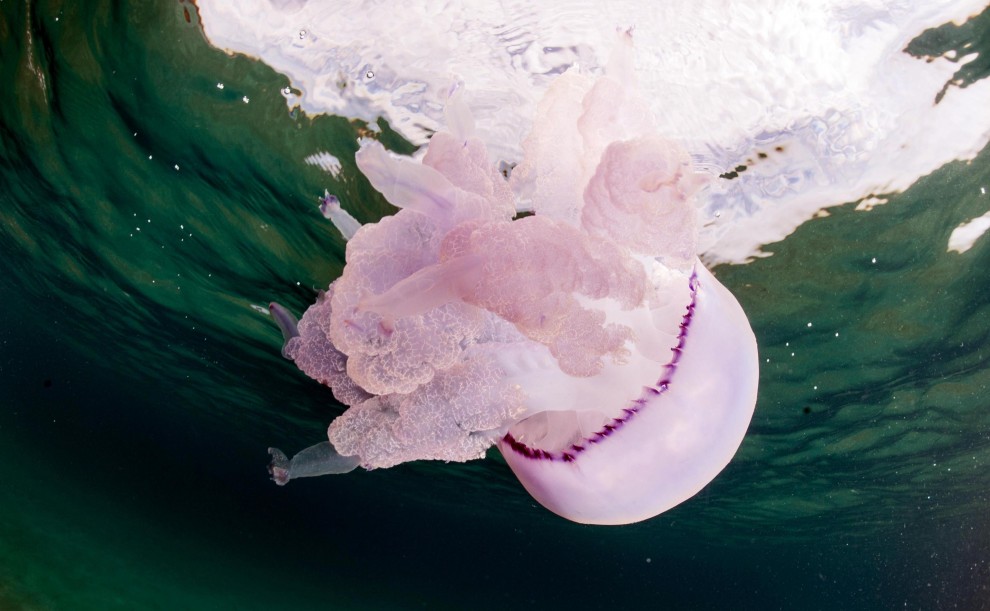 Sardegna, meduse giganti nelle acque della costa orientale