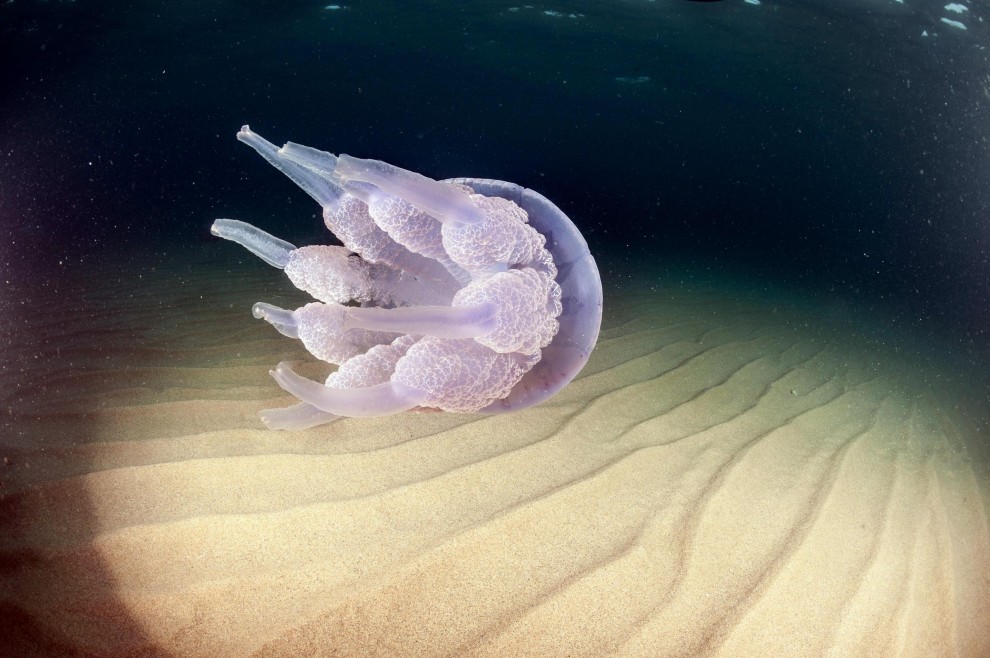 Sardegna, meduse giganti nelle acque della costa orientale