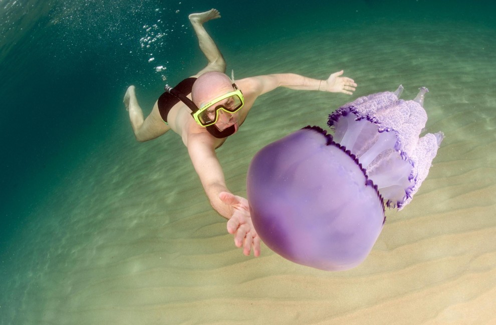 Sardegna, meduse giganti nelle acque della costa orientale