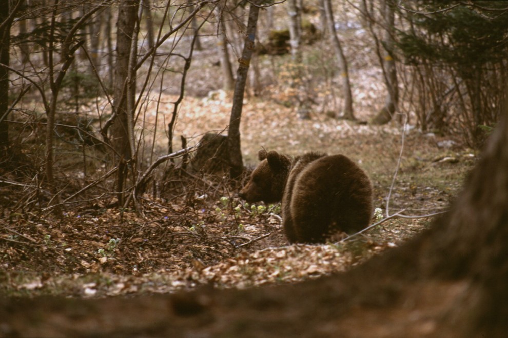 Morta l'orsa Daniza: uccisa dall'anestetico. E' polemica