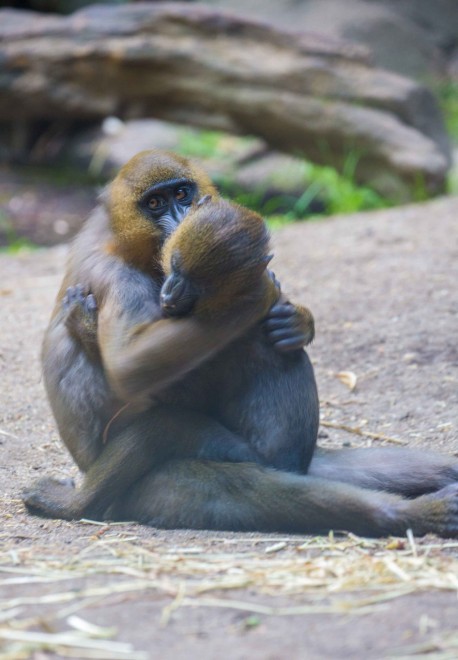 Baci e tenerezze, lo show dei mandrilli innamorati
