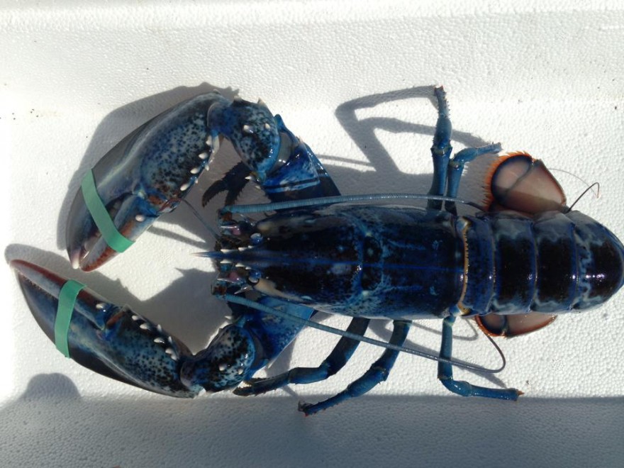 Usa, pescato rarissimo astice blu