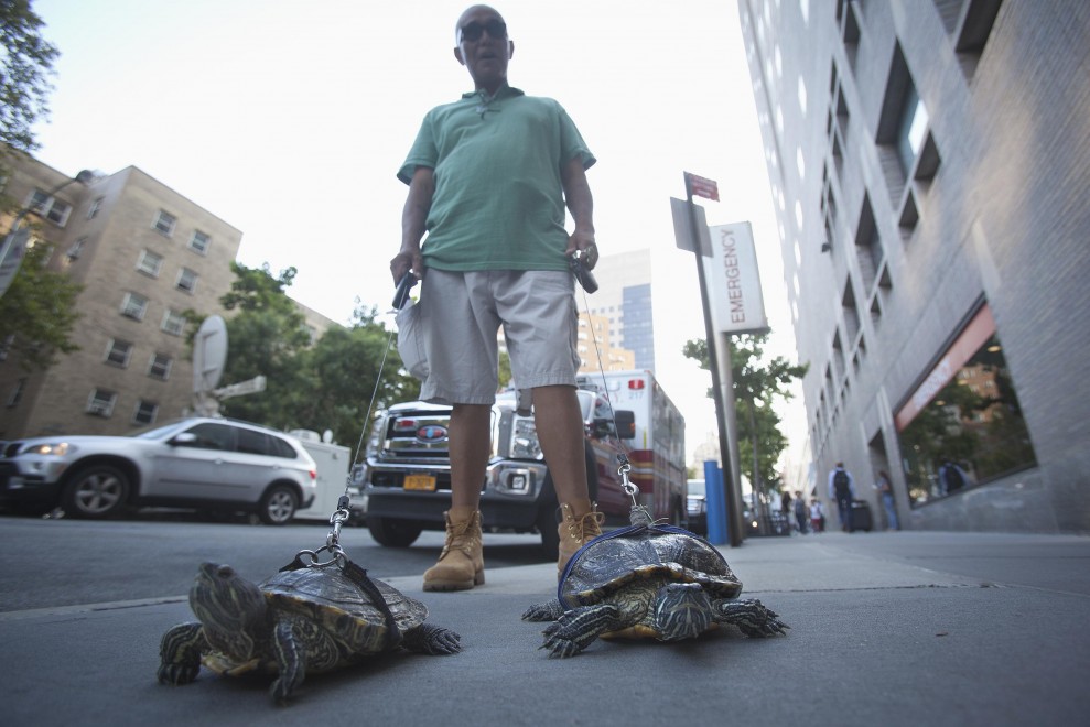 New York: a passeggio per Manhattan con le tartarughe