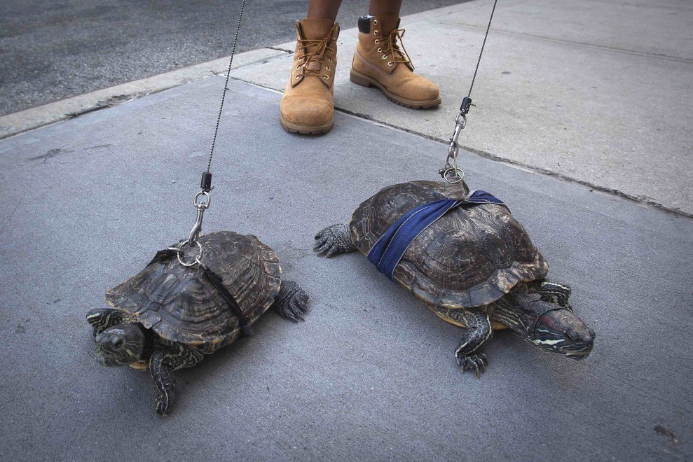 New York: a passeggio per Manhattan con le tartarughe
