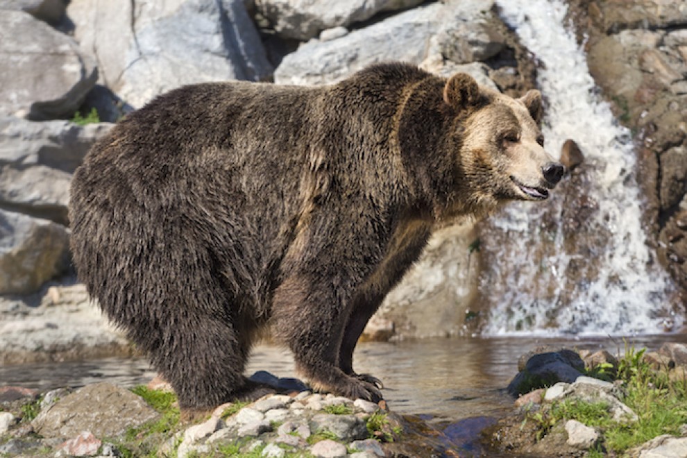 In Quebec si fa il campeggio nel bioparco