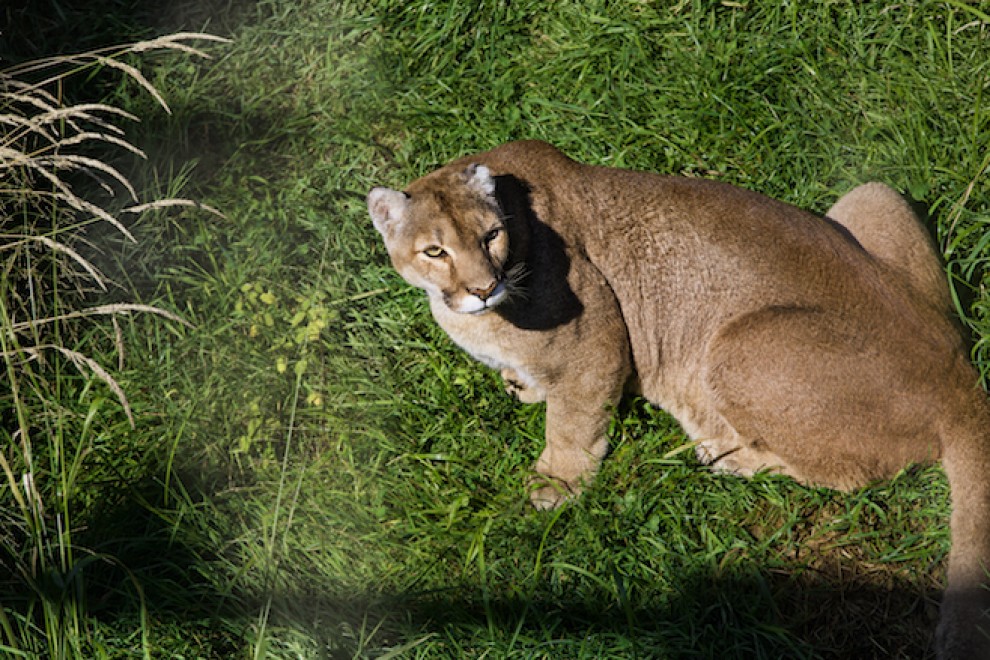 In Quebec si fa il campeggio nel bioparco