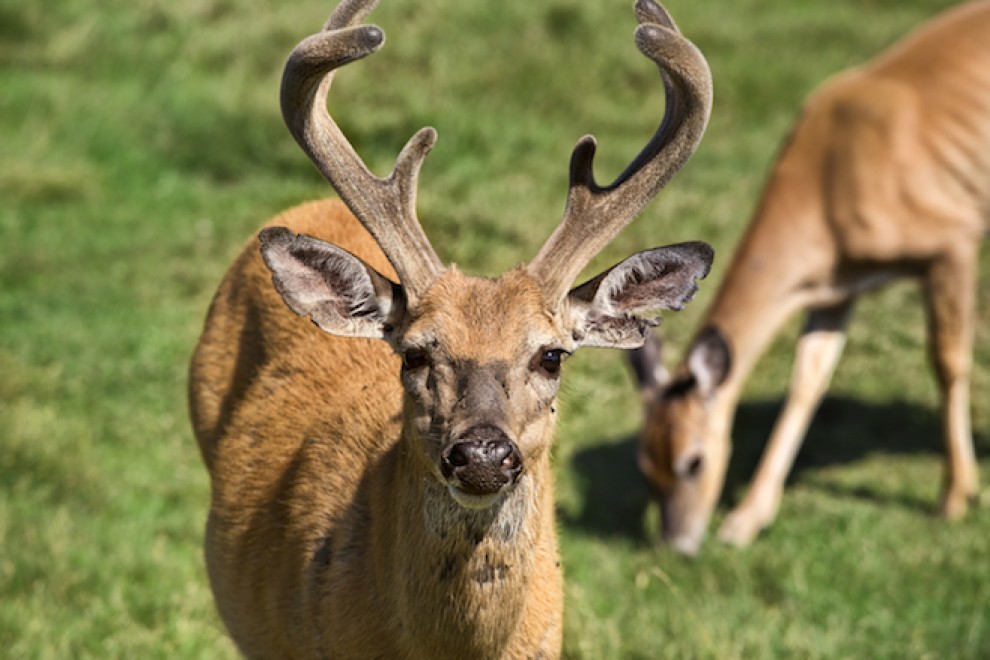 In Quebec si fa il campeggio nel bioparco