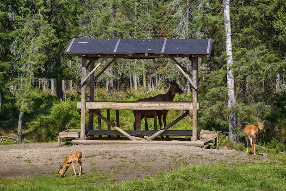 In Quebec si fa il campeggio nel bioparco