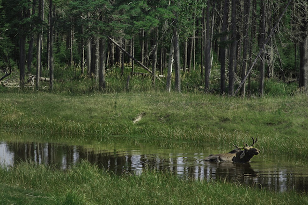 In Quebec si fa il campeggio nel bioparco