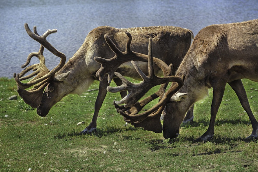 In Quebec si fa il campeggio nel bioparco