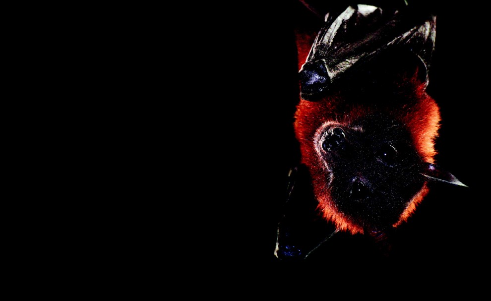 Esco solo la sera: una vita da animali notturni