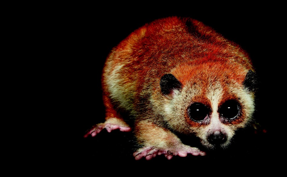 Esco solo la sera: una vita da animali notturni