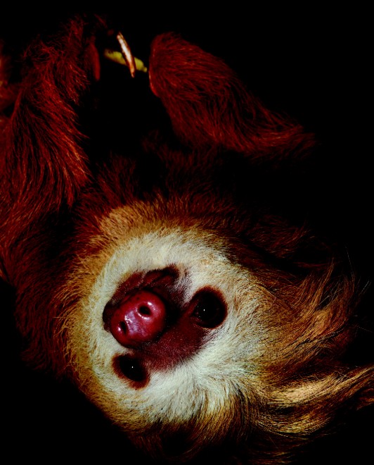 Esco solo la sera: una vita da animali notturni