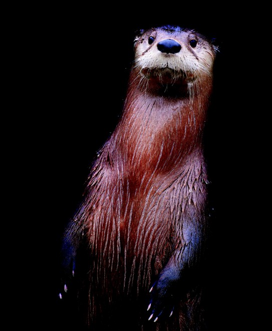 Esco solo la sera: una vita da animali notturni