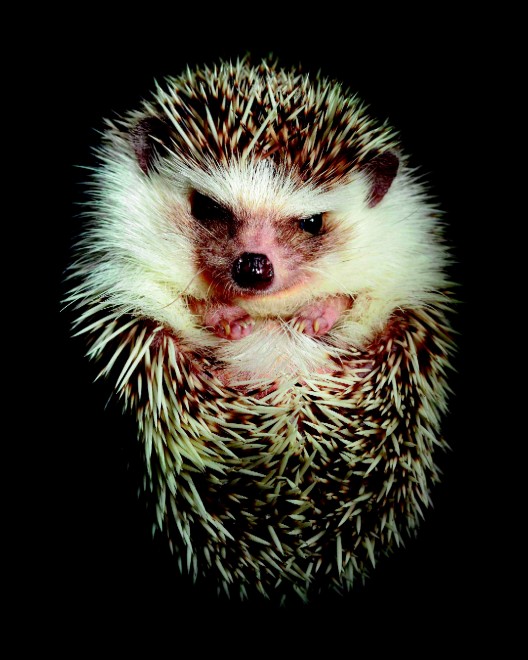 Esco solo la sera: una vita da animali notturni