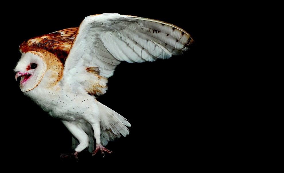Esco solo la sera: una vita da animali notturni