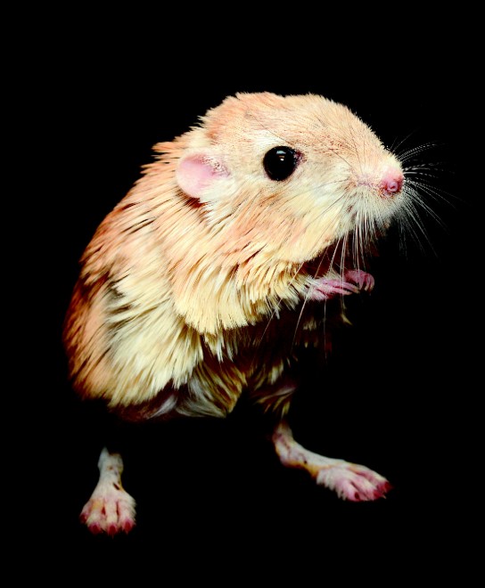 Esco solo la sera: una vita da animali notturni